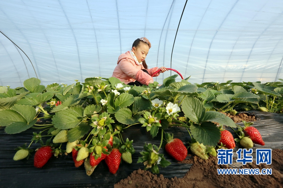 河南武陟:草莓上市迎新年