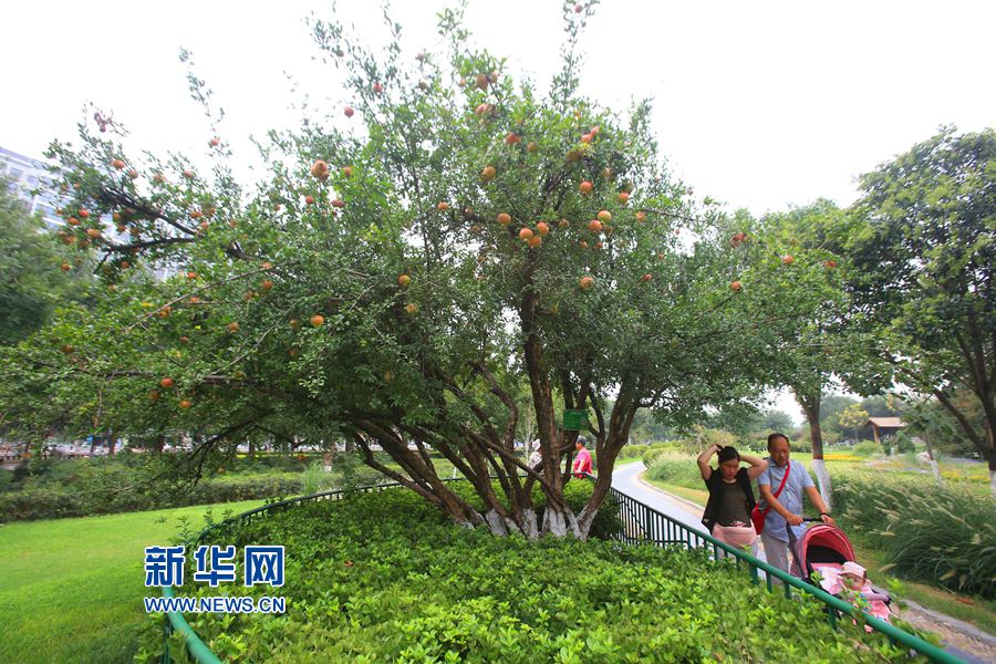  開封:百年石榴樹 碩果鬧枝頭