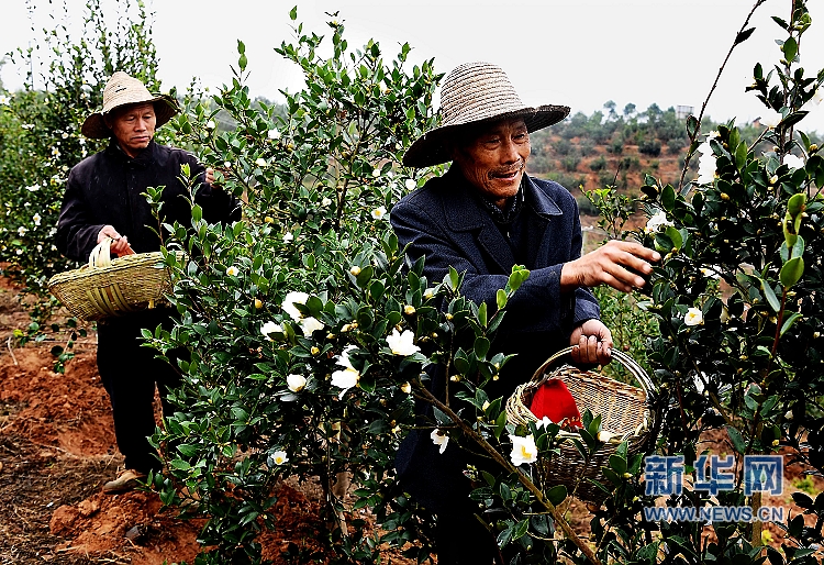 河南光山:特色產(chǎn)業(yè)助力精準扶貧