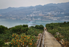 峽江岸邊的橘園呈現出一派豐收景象.jpg